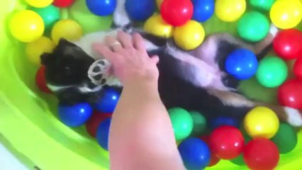 Piscine à balles, un régal!