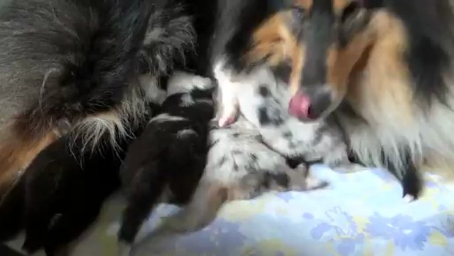 chiots colleys 2 semaines , parents gracieuse baby doll du domaine de jean-vinceanne x eros bleu du chemin des randonnées