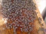 Beekeeping at King Saud University_Part 2 تربية النحل بجامعة الملك سعود الجزء الثاني