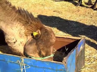 MAROC 2013 - MERZOUGA  - les dromadaires bisous et repas