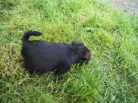 bébés Schnauzers nains noirs