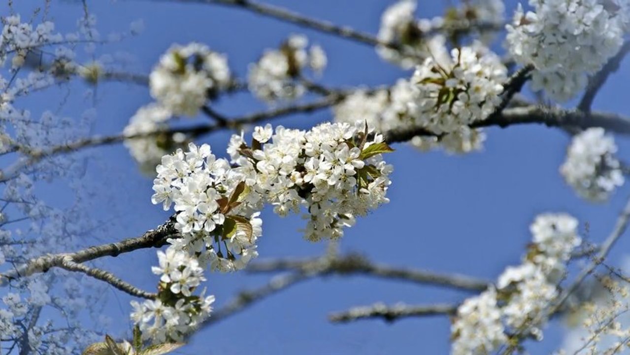 Cerisiers en fleurs
