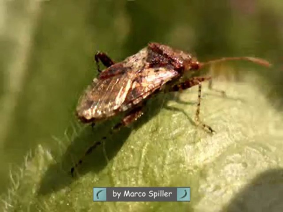 Rhopalus subrufus