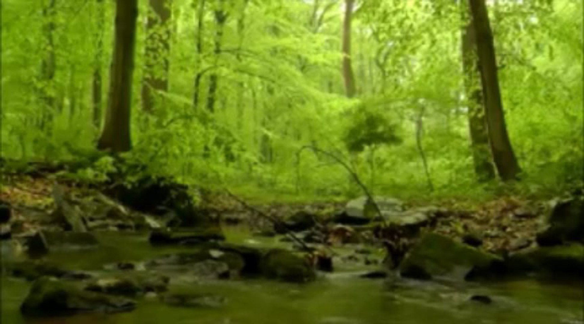 ⁣Relaxing natural sounds [Bird song + stream sound]
