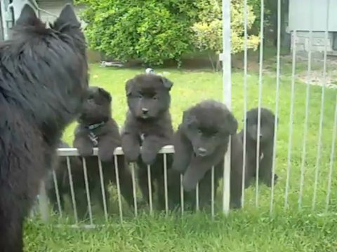 30 mai 2013 : chiots de Celtic, 5,5 semaines