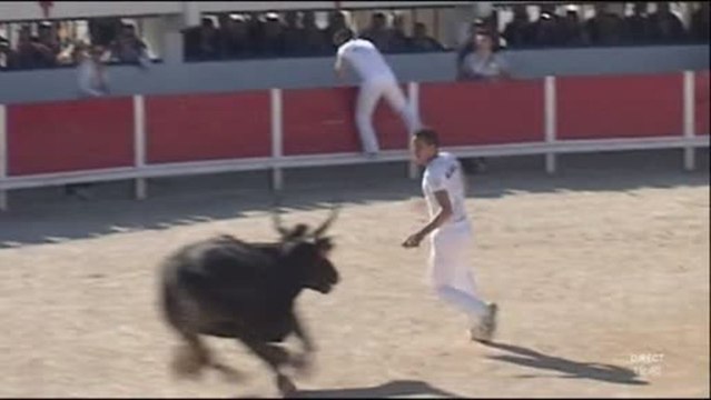Un taureau attire la foule aux courses camarguaises (Nîmes)