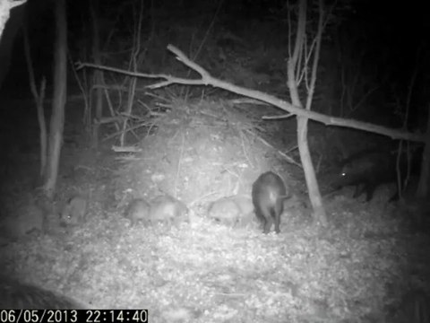 VIDEO Camera NATURACAM® Sangliers,laies et marcassins.avi