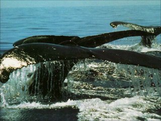 Terapía Sonido de Canto de Ballenas.