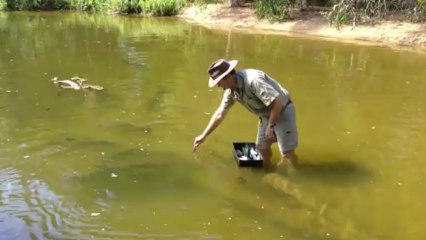 Barramundi Feeding Tips 🐟