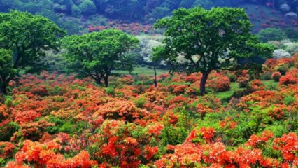 Relajación & Meditación Música Árabe & India.