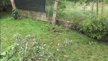 ZAIA CHIEDE LO STATO DI CALAMITA'