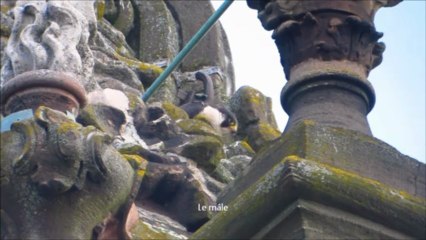 Faucon pèlerin Lunéville 2013