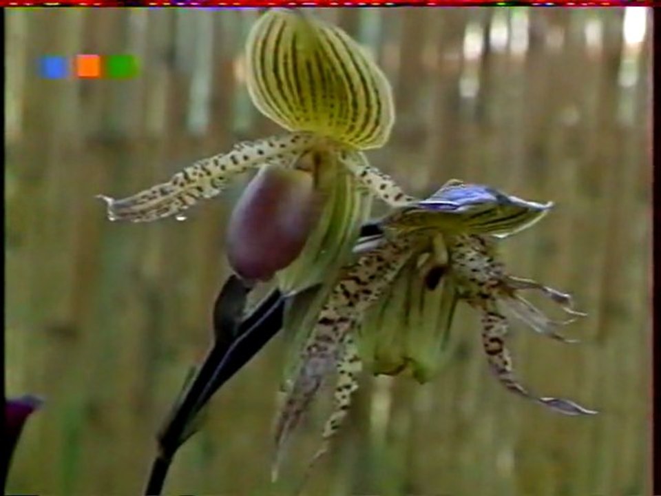 Florchidée