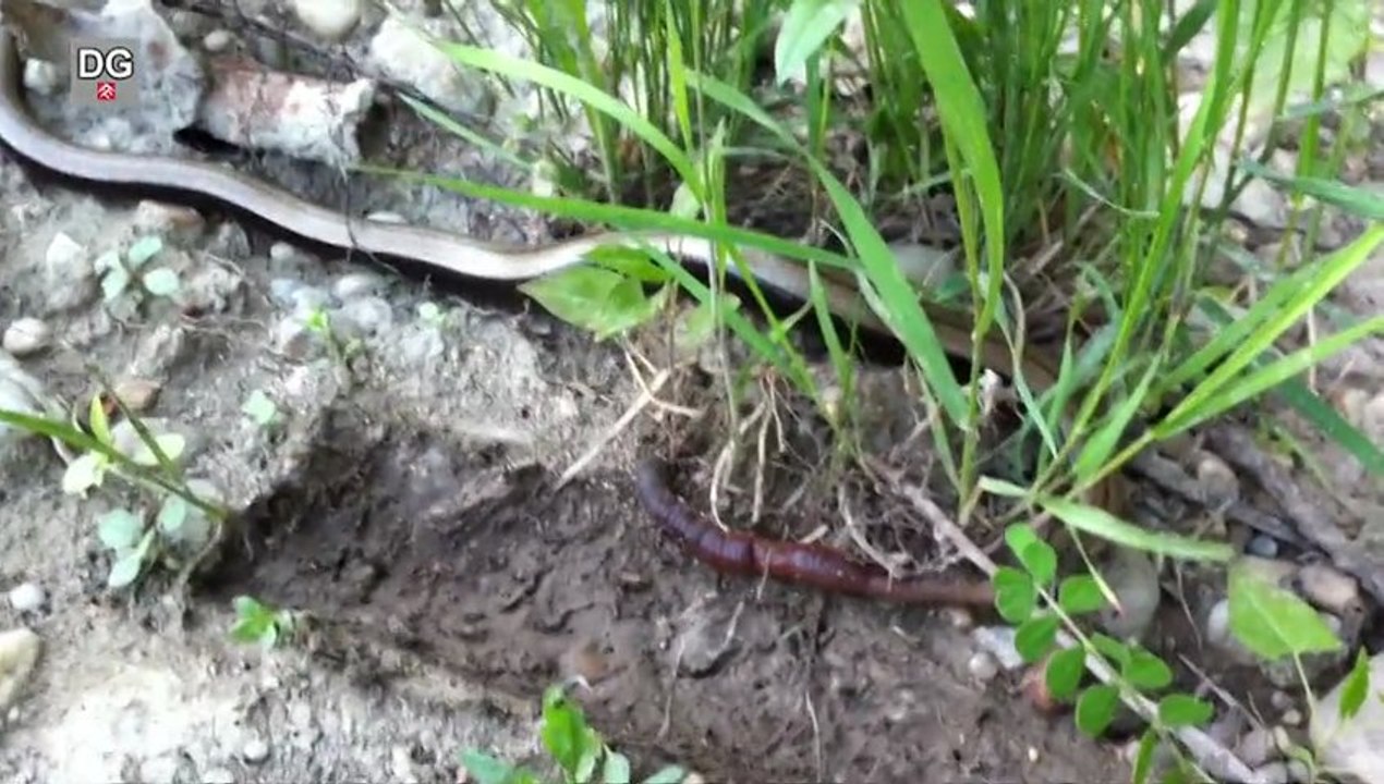 Blindschleiche wollte Regenwurm fressen