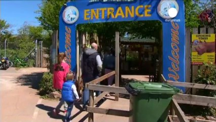 Ha muerto la cuidadora de un zoo atacada por un tigre en...