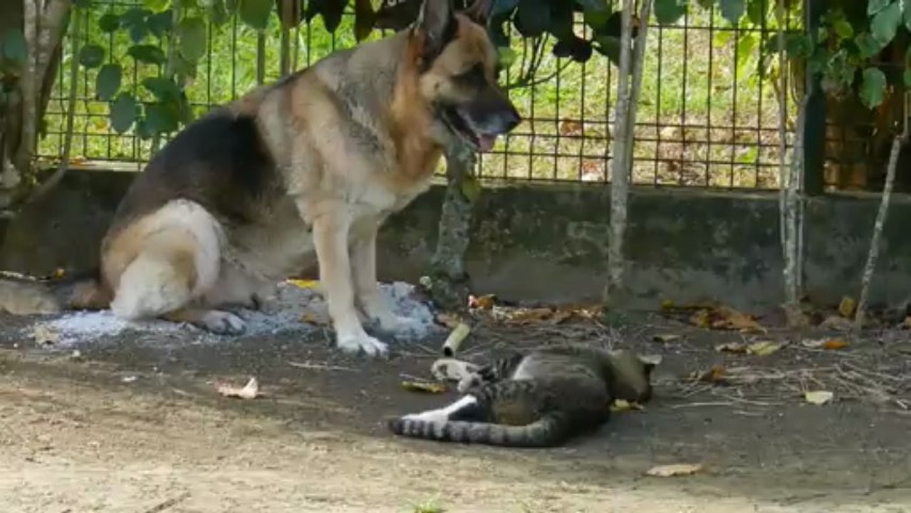 Mon chien mon chat mes zamours