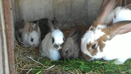 Goûter de mes animaux 2