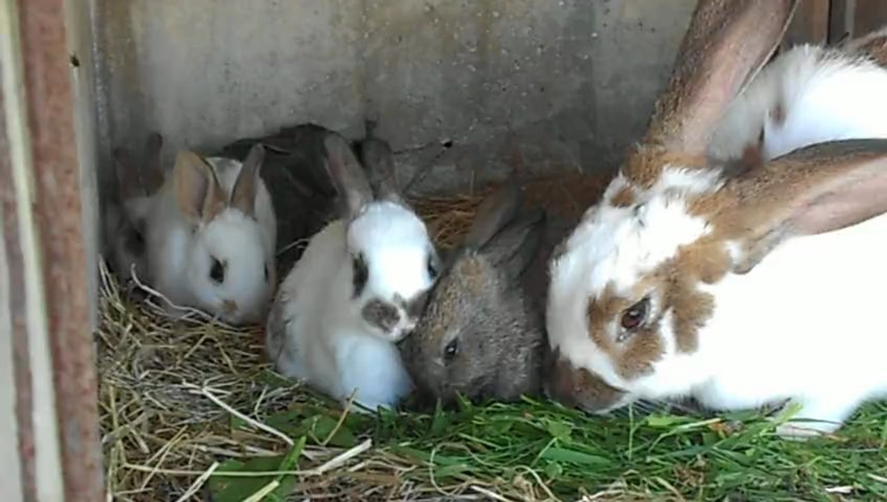 Goûter de mes animaux 2