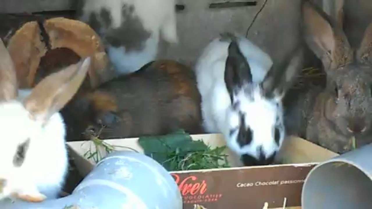 Goûter de mes animaux 4