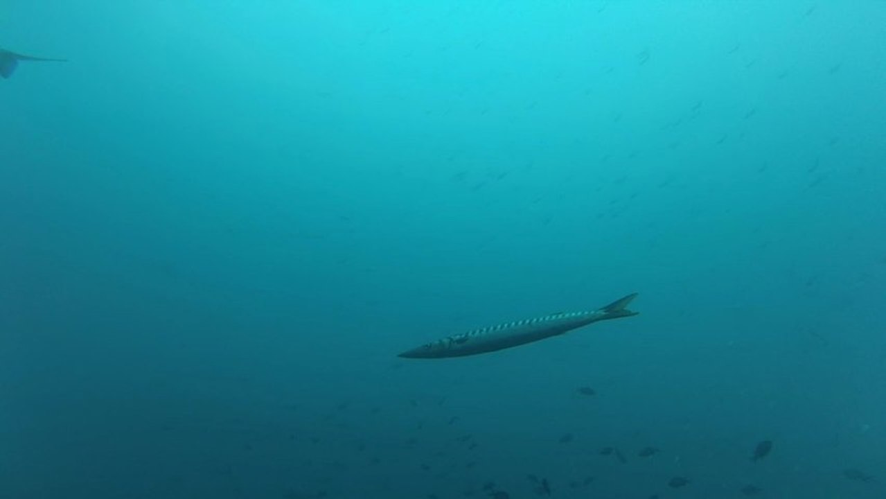 barracuda en Méditerranée