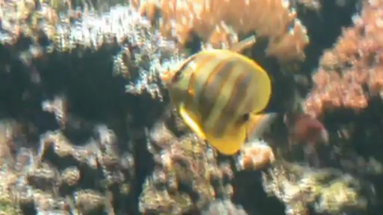 Bretagne Océanopolis Brest