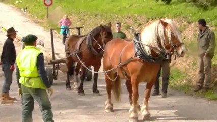 Attelage en ligne pour chevaux novices...