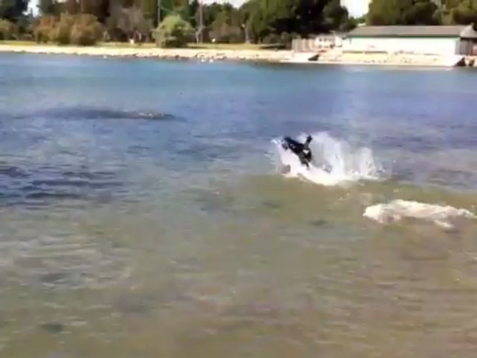 Première nage de Houba, chiot Bouvier d'Appenzell