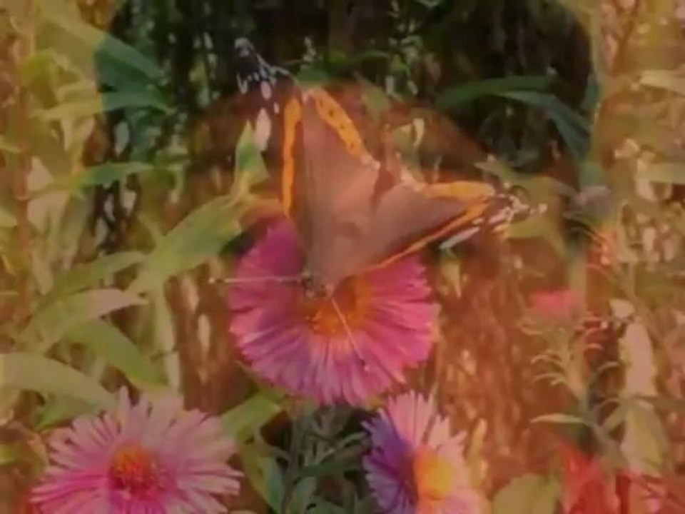 Papillon