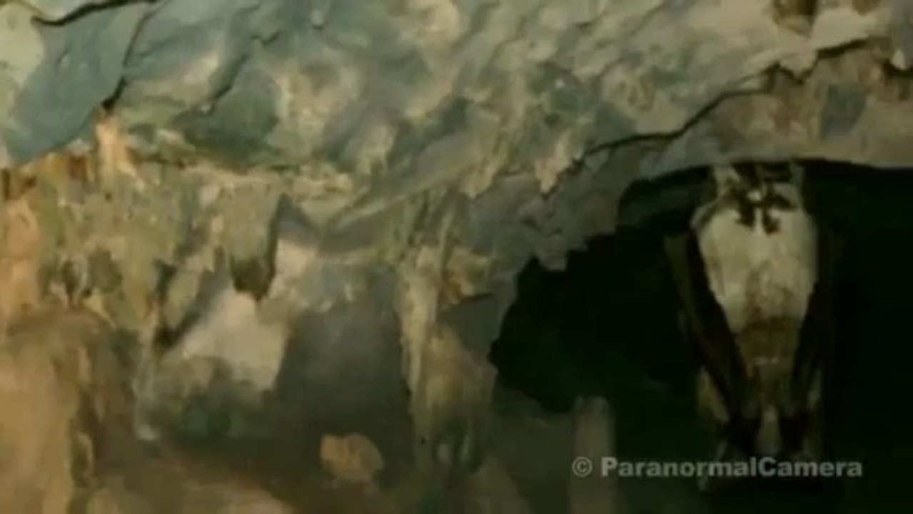 STRANGE CREATURES Real HUMAN SIZED vampire bat caught on tap