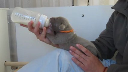 Biberon Miss Orange (25/05/13)