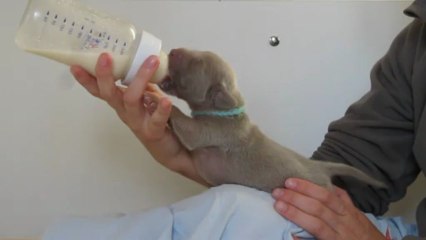 Biberon Miss Bleu Ciel (25/05/13)