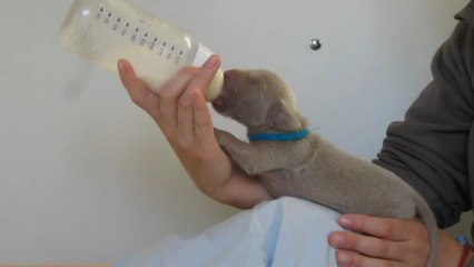 Biberon Mister Bleu Foncé (25/05/13)