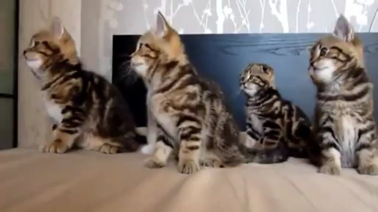 paşa seslitarih offf manyak bişey