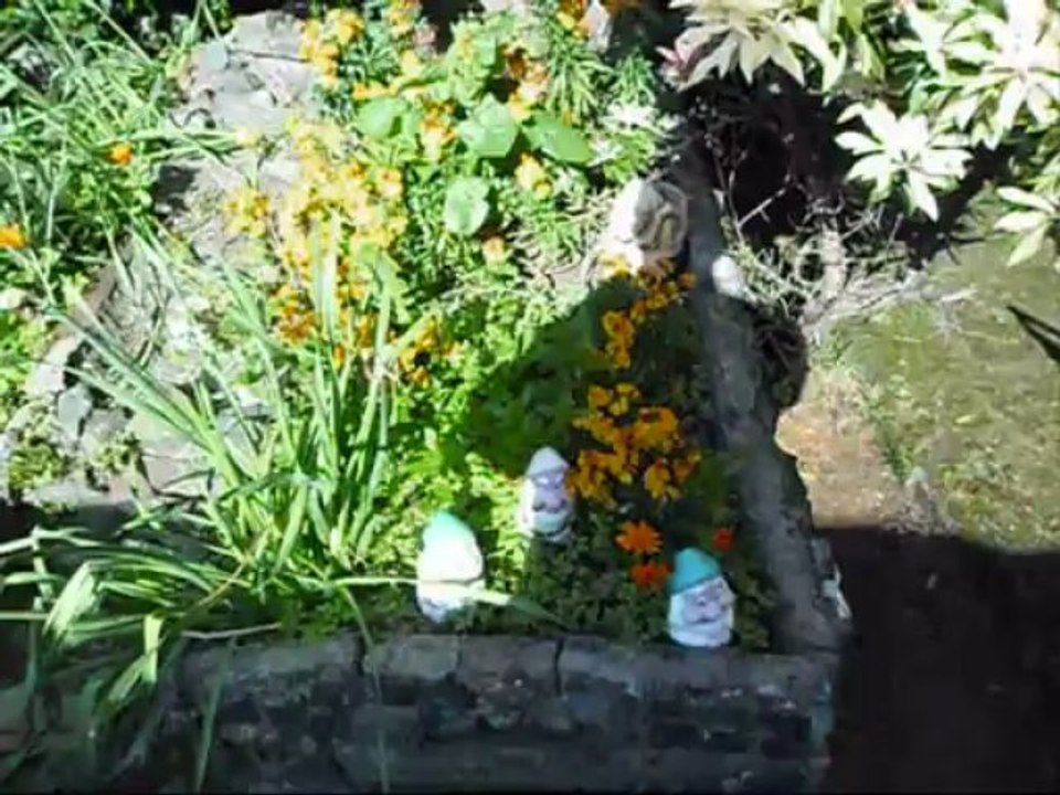WEATHER WHAT A DIFFERENCE A DAY MAKE'S IN THE GARDEN