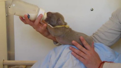 Biberon Miss Jaune (26/05/13)