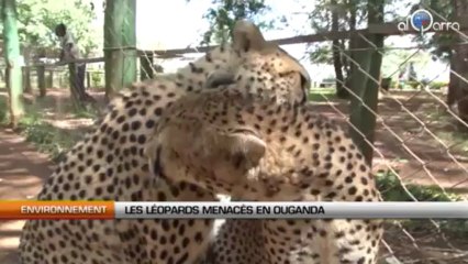 Les léopards menacés en Ouganda
