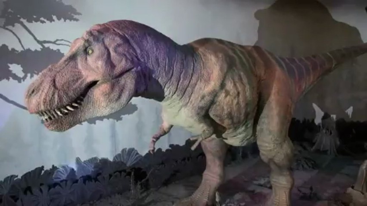 T- rex, Natural History Museum, London