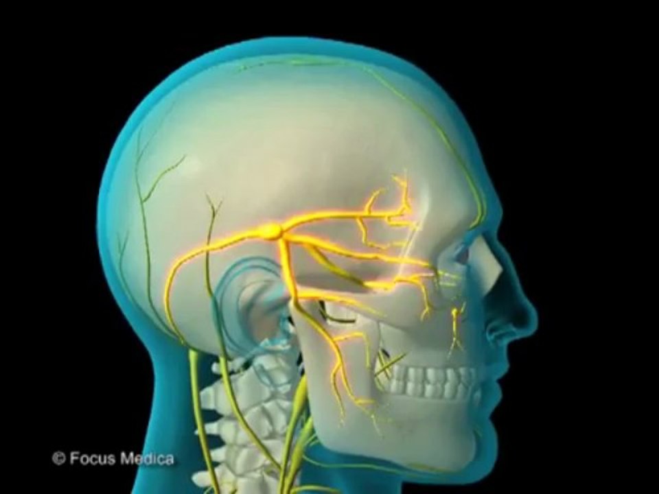 Gerald Schell MD - Neurology and Psychiatry_ (Animated Pocket Dictionary)