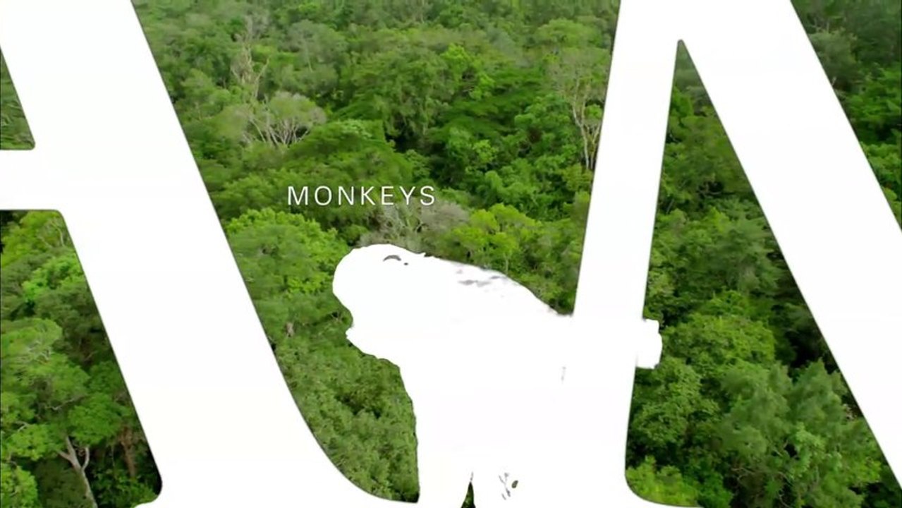 Amazonia - Inédit - Capucins