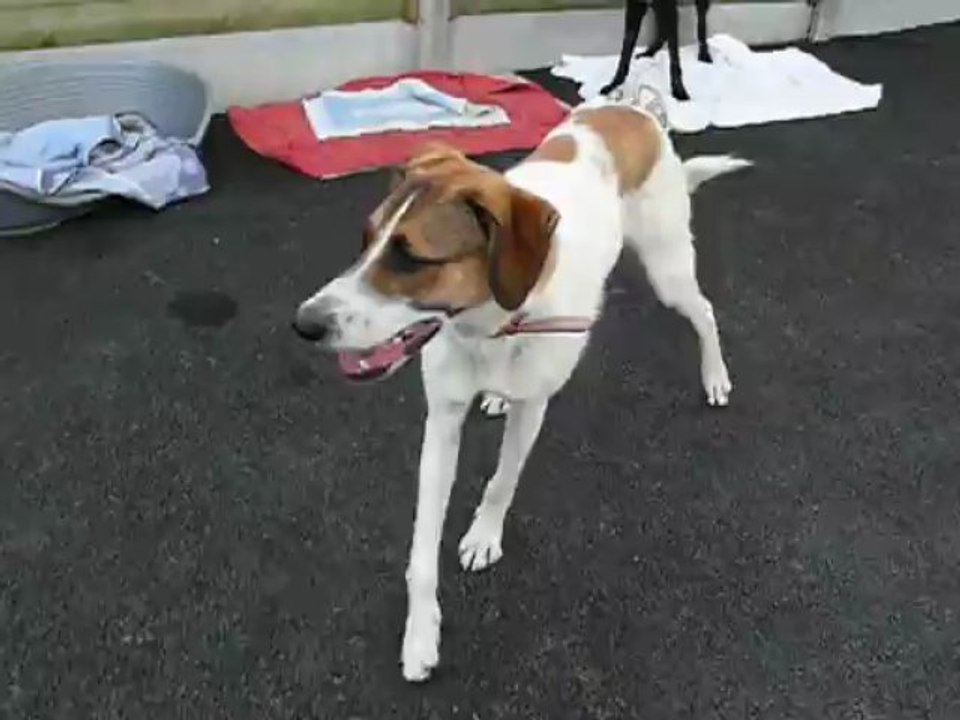 pepper
