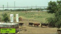 2013-05-27 12-14- 牧場の風景　子牛がオッパイ中