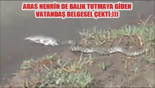 ARAS NEHRİ YILAN BALIĞI YAKALARSA ???