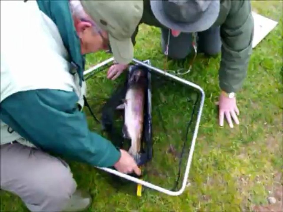Prise d'une truite de 61cm au challenge Didier GOBERT 2013