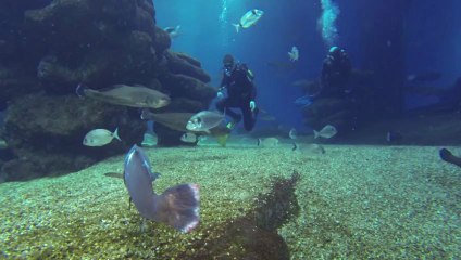 Inmersión Palma Aquarium tiburones 26/05/2013