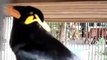 Un Oiseau imite la sonnerie de telephone de votre iPhone