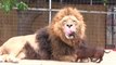 Incroyable, un chien lave les dents d'un lion avec sa langue !!
