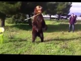 Amazing Bear trained to play trumpet and clean the table !