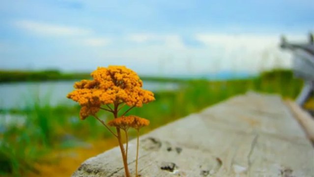 Counselling, Psychotherapy Vancouver, BC | ClearPoint Counselling