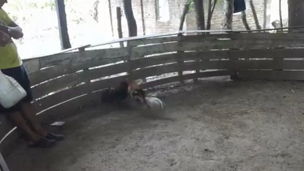 jovany video gallo