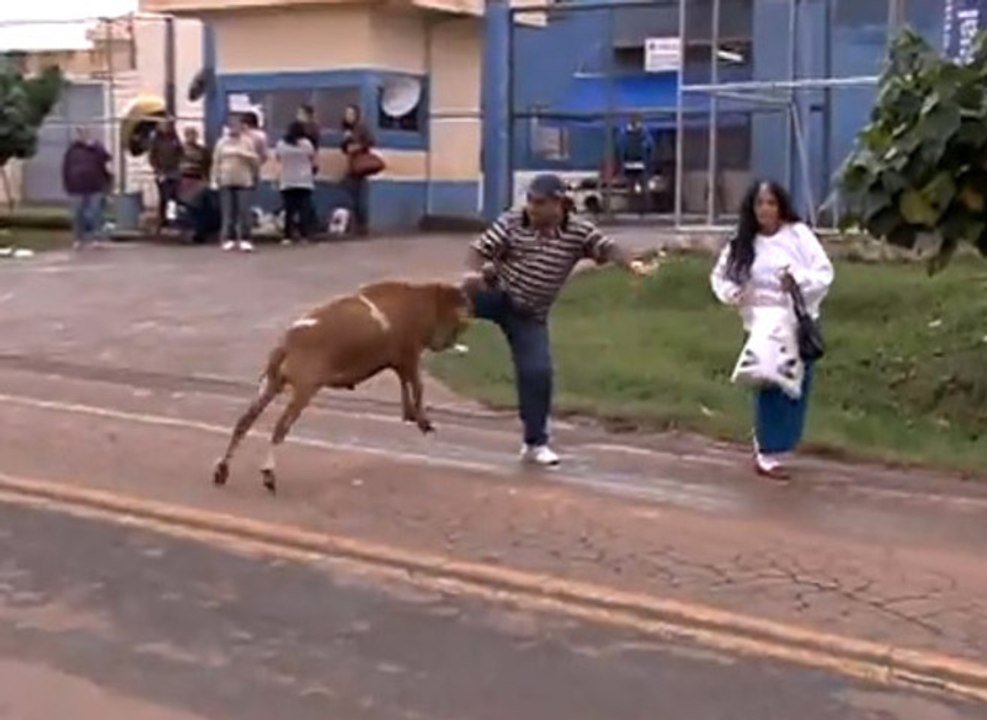 Un mouton sème la terreur au Brésil